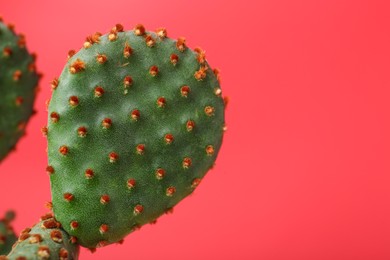 Beautiful green Opuntia cactus on red background, closeup. Space for text