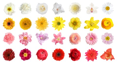 Set of different beautiful flowers on white background