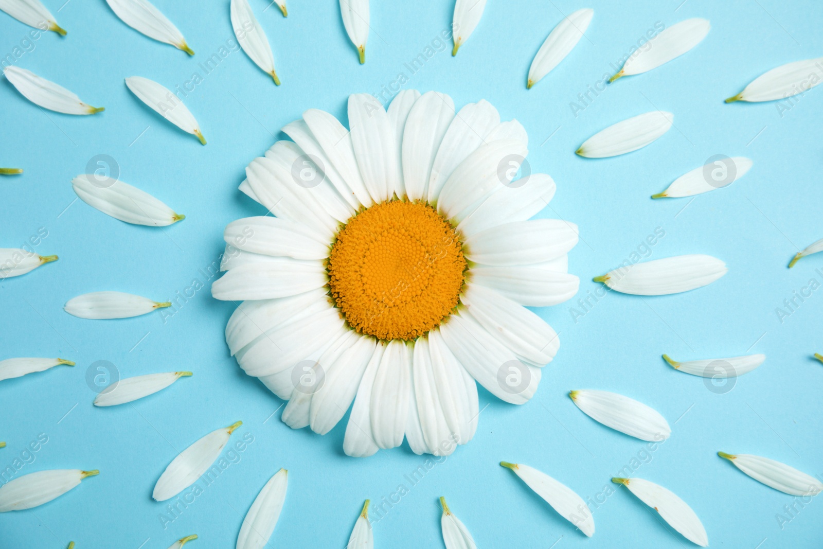 Photo of Beautiful floral composition with chamomile flower and petals on color background, top view