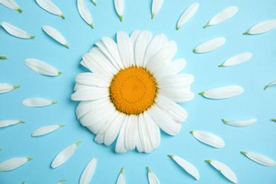 Photo of Beautiful floral composition with chamomile flower and petals on color background, top view