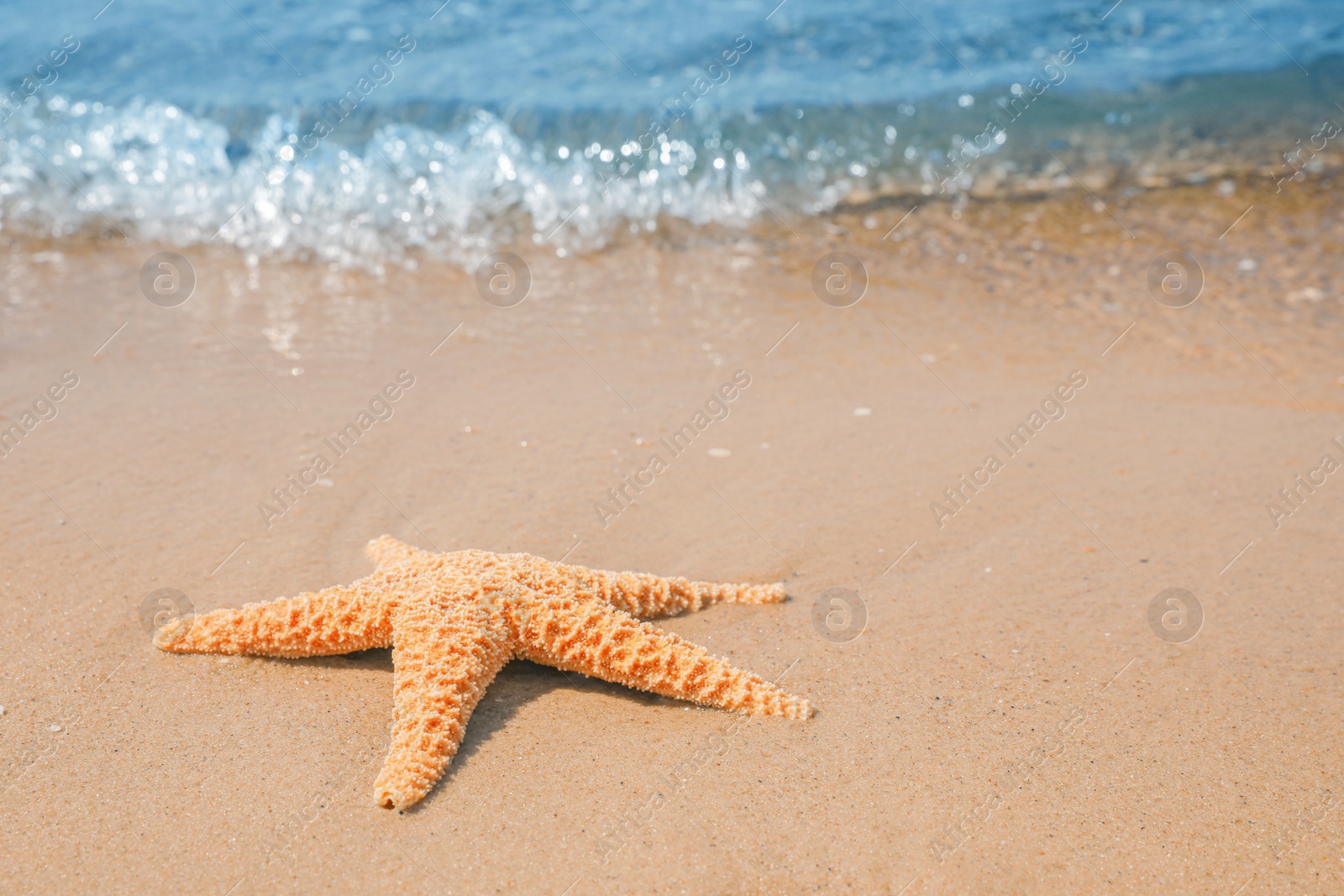 Photo of Starfish on tropical sandy beach. Space for text