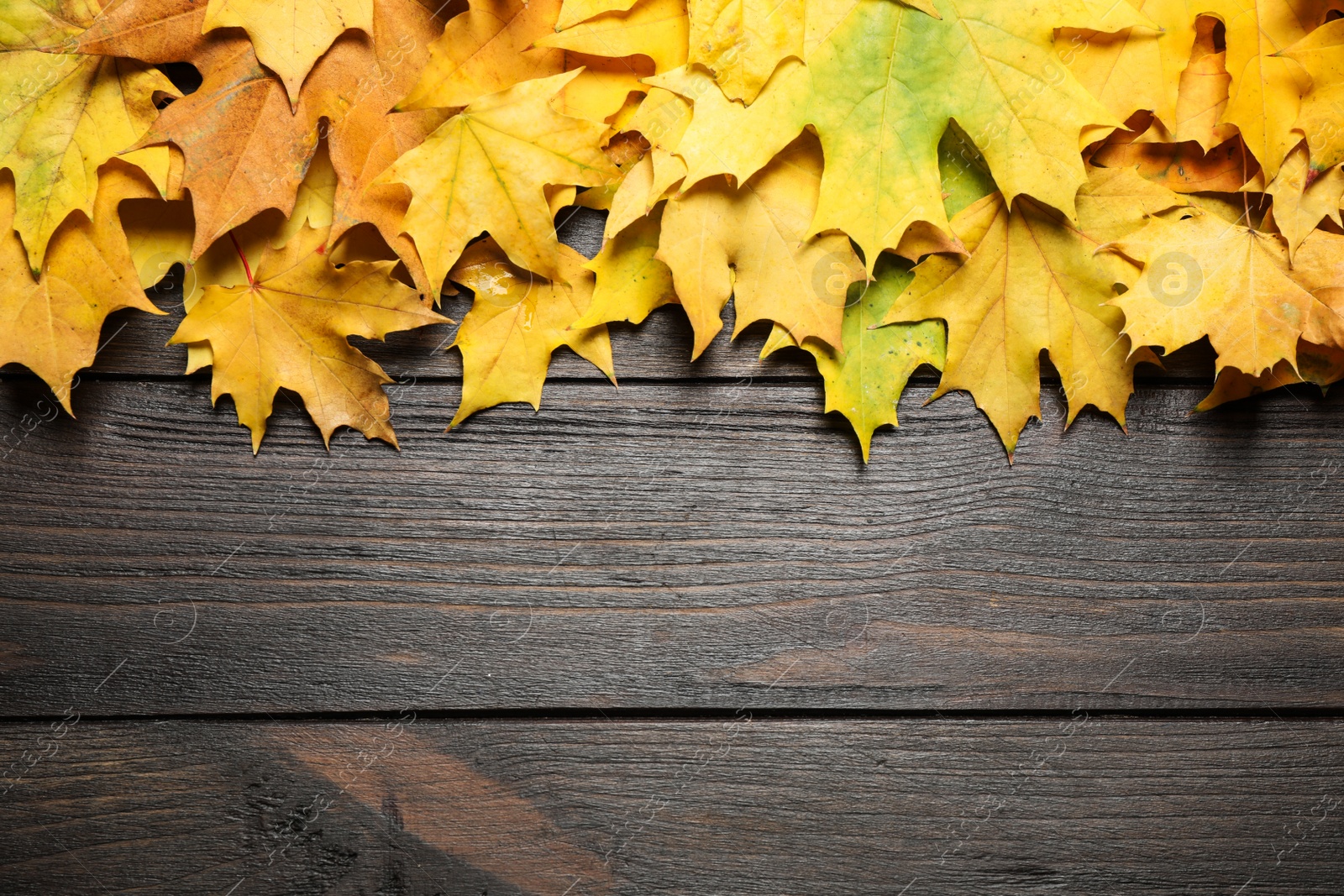Photo of Flat lay composition with autumn leaves on dark wooden background. Space for text