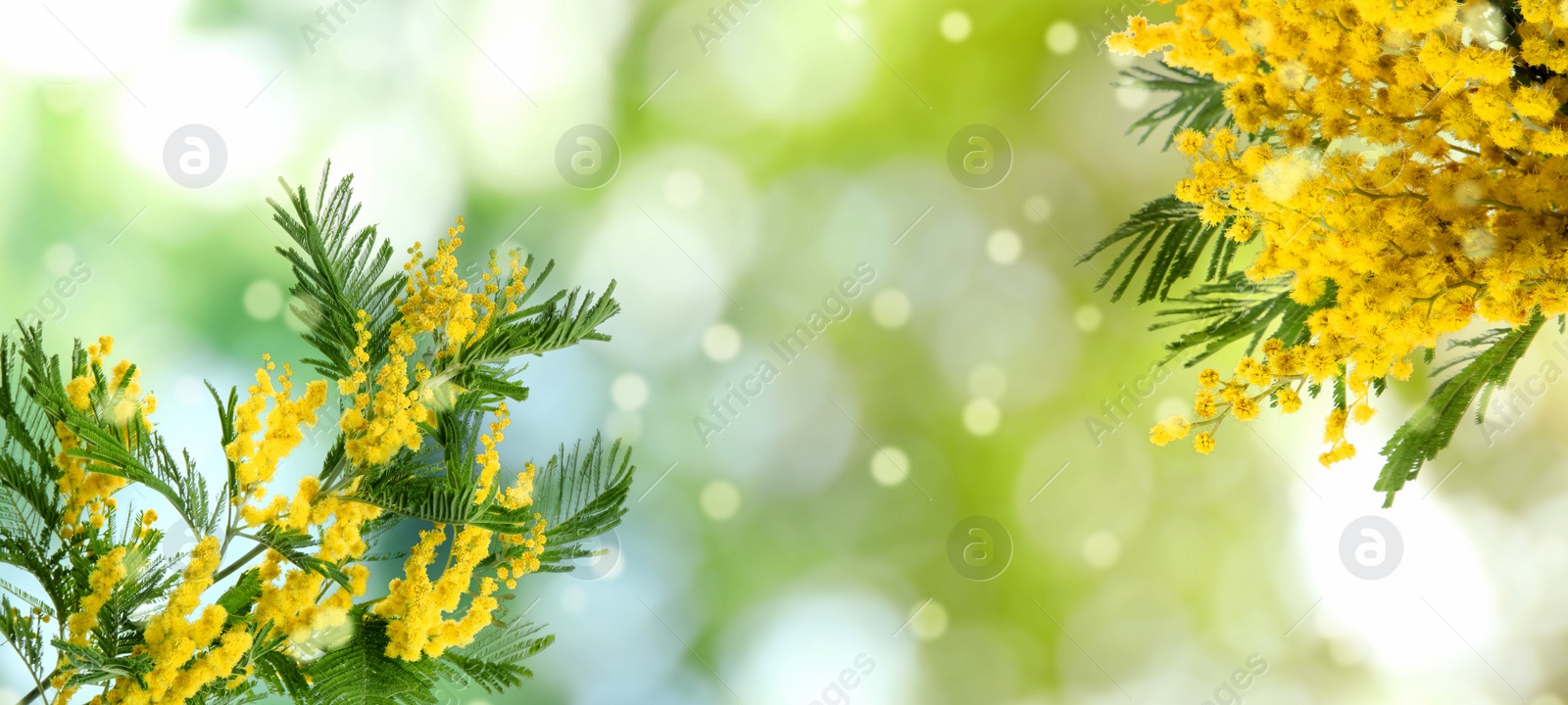 Image of Beautiful yellow mimosa flowers outdoors on sunny day, space for text. Banner design