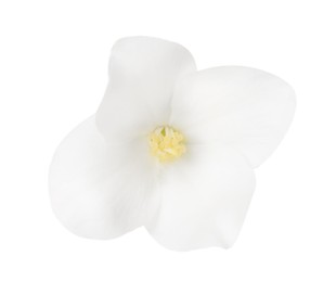 Beautiful delicate jasmine flower isolated on white