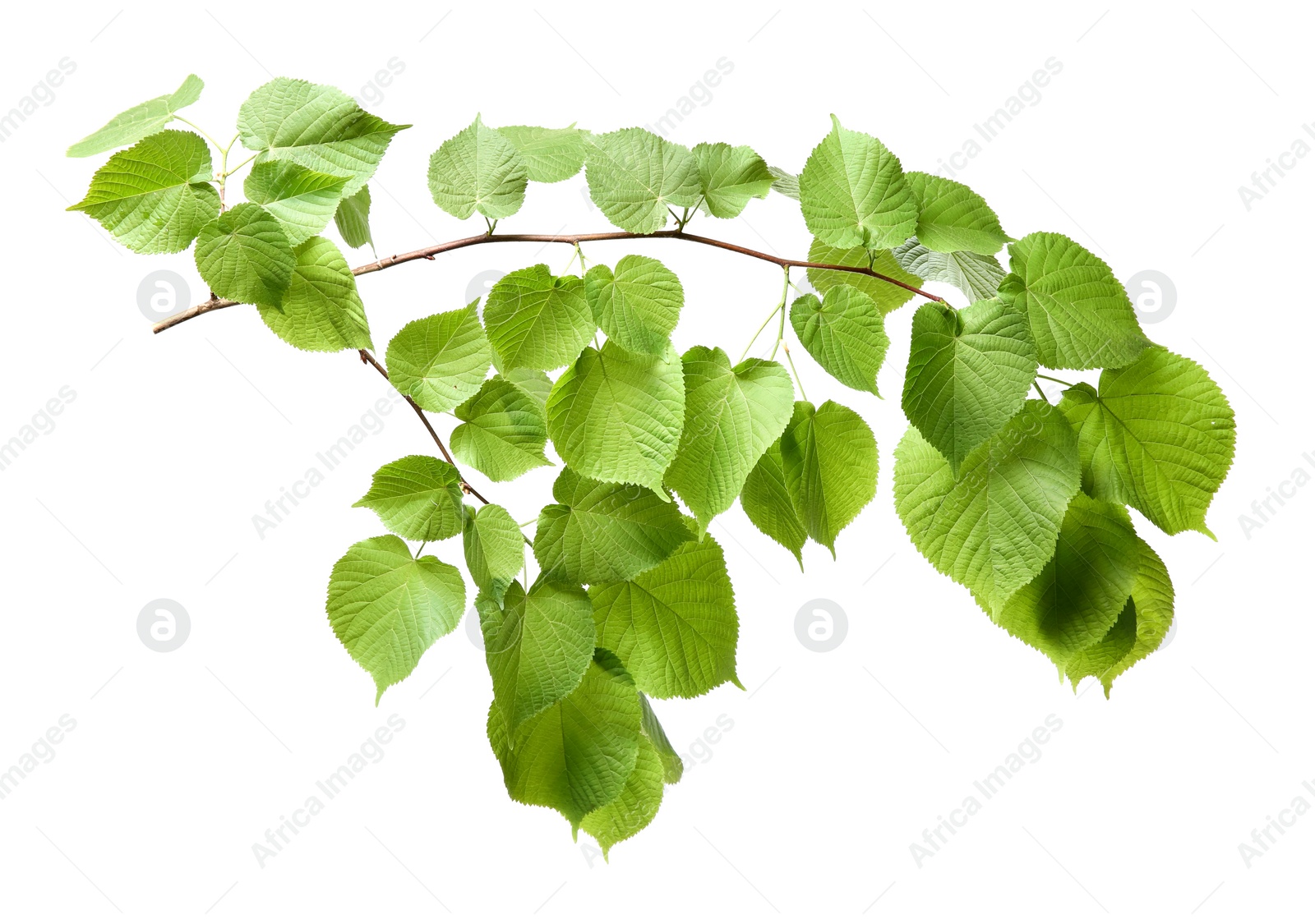 Photo of Branch of linden tree with young fresh green leaves isolated on white. Spring season