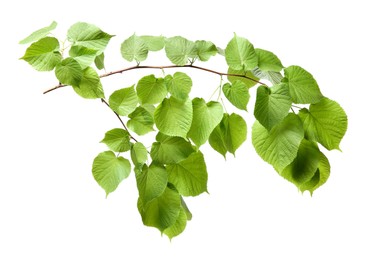 Photo of Branch of linden tree with young fresh green leaves isolated on white. Spring season