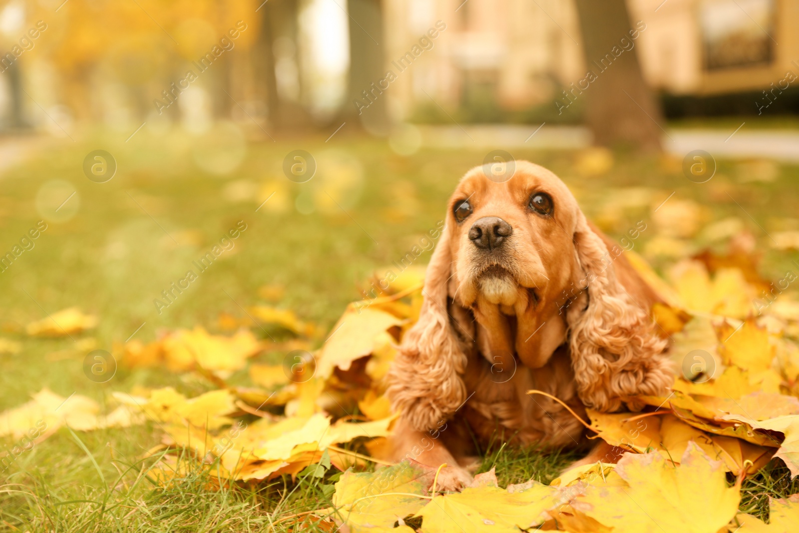 Photo of Cute Cocker Spaniel in park on autumn day