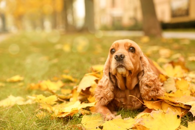 Cute Cocker Spaniel in park on autumn day