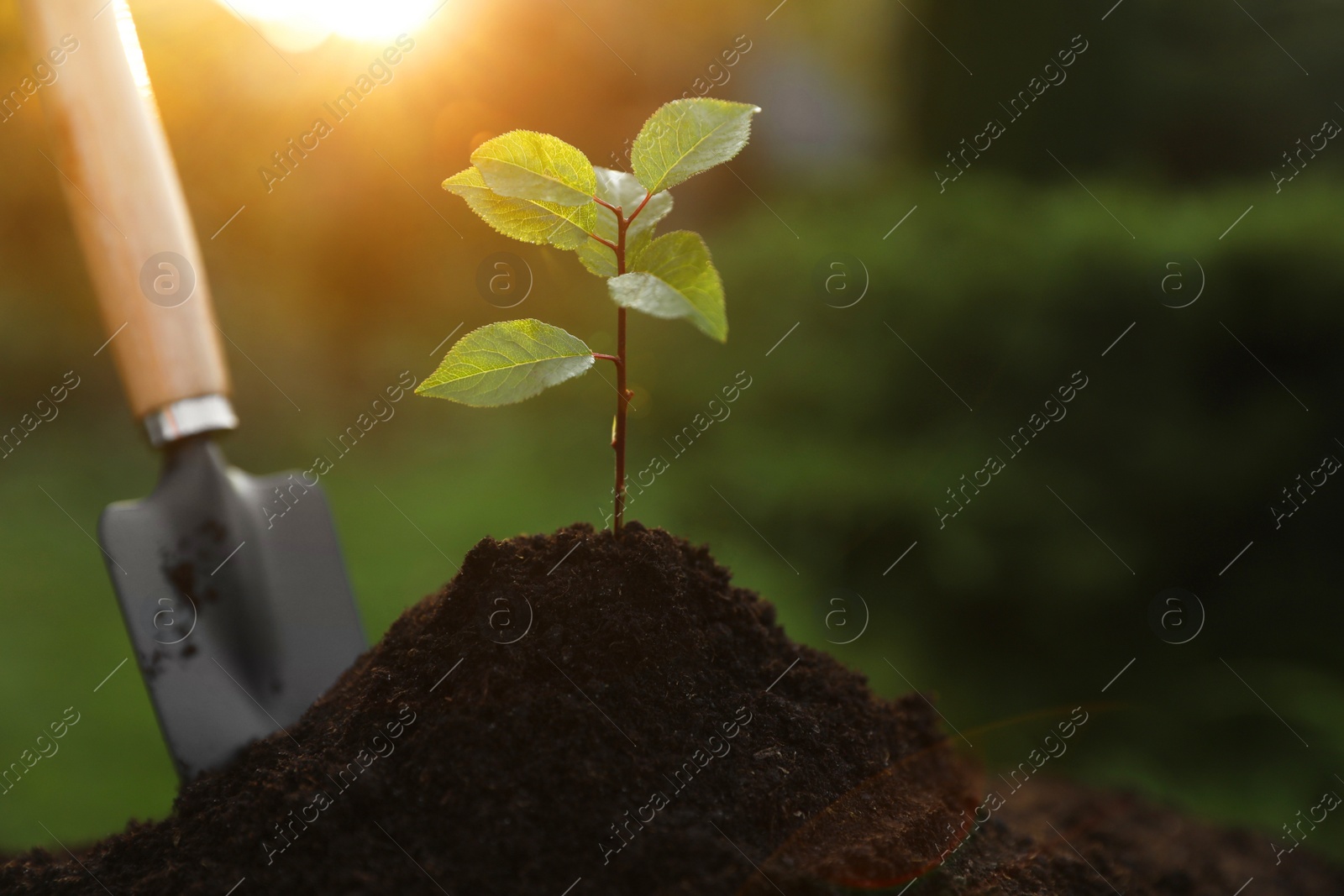 Photo of Beautiful seedling growing in fresh soil outdoors, closeup. Planting tree