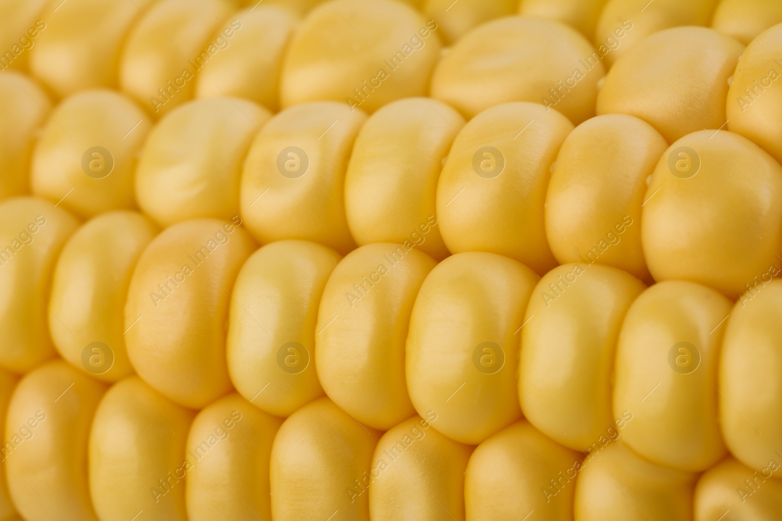 Photo of Ripe raw corn cob as background, closeup