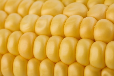 Photo of Ripe raw corn cob as background, closeup