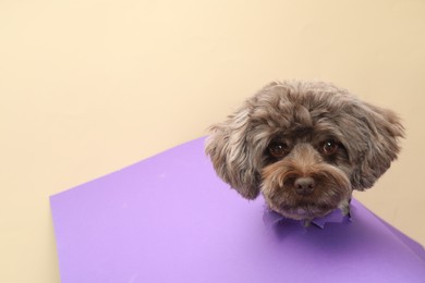 Photo of Cute Maltipoo dog peeking out of hole in violet paper on beige background, space for text. Lovely pet