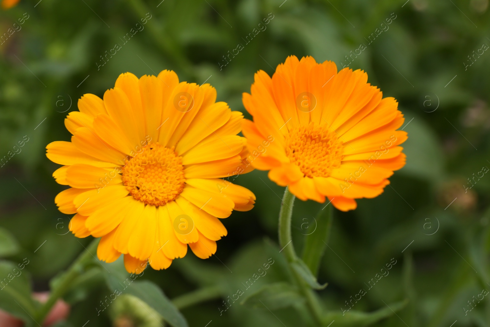 Photo of Two beautiful blooming calendula flower outdoors, closeup