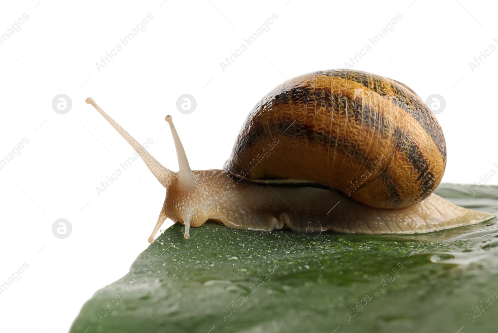 Photo of Common garden snail on wet leaf against white background, closeup