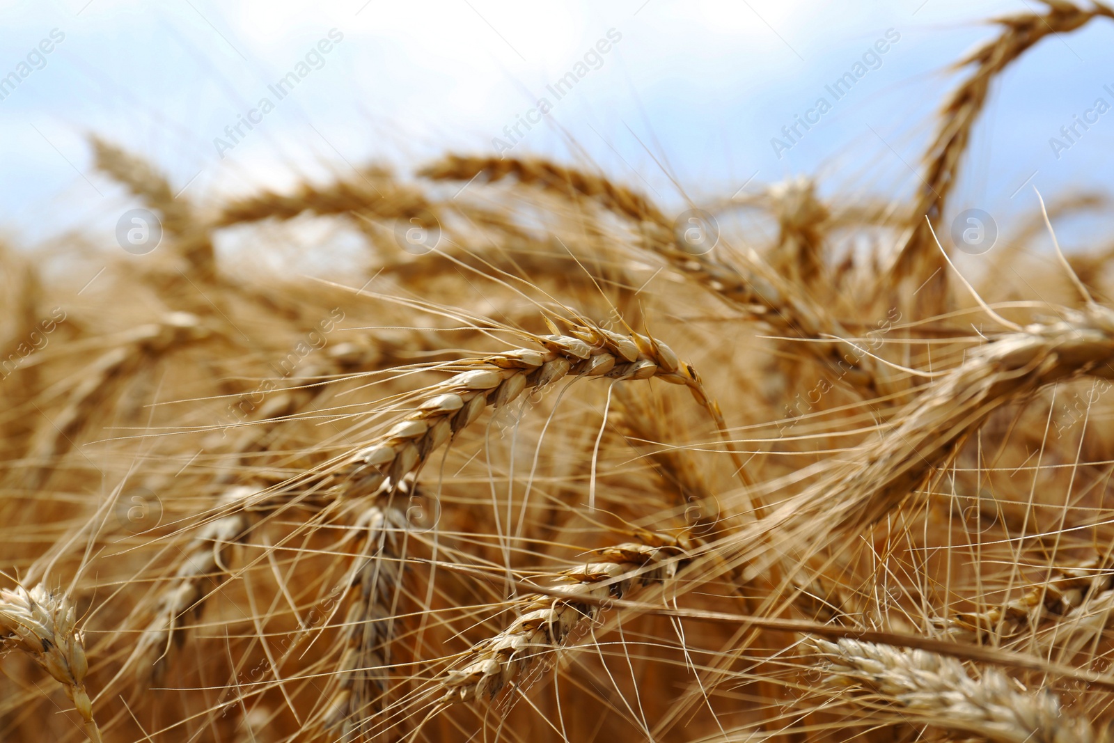 Photo of Ripe wheat spikes in agricultural field, closeup