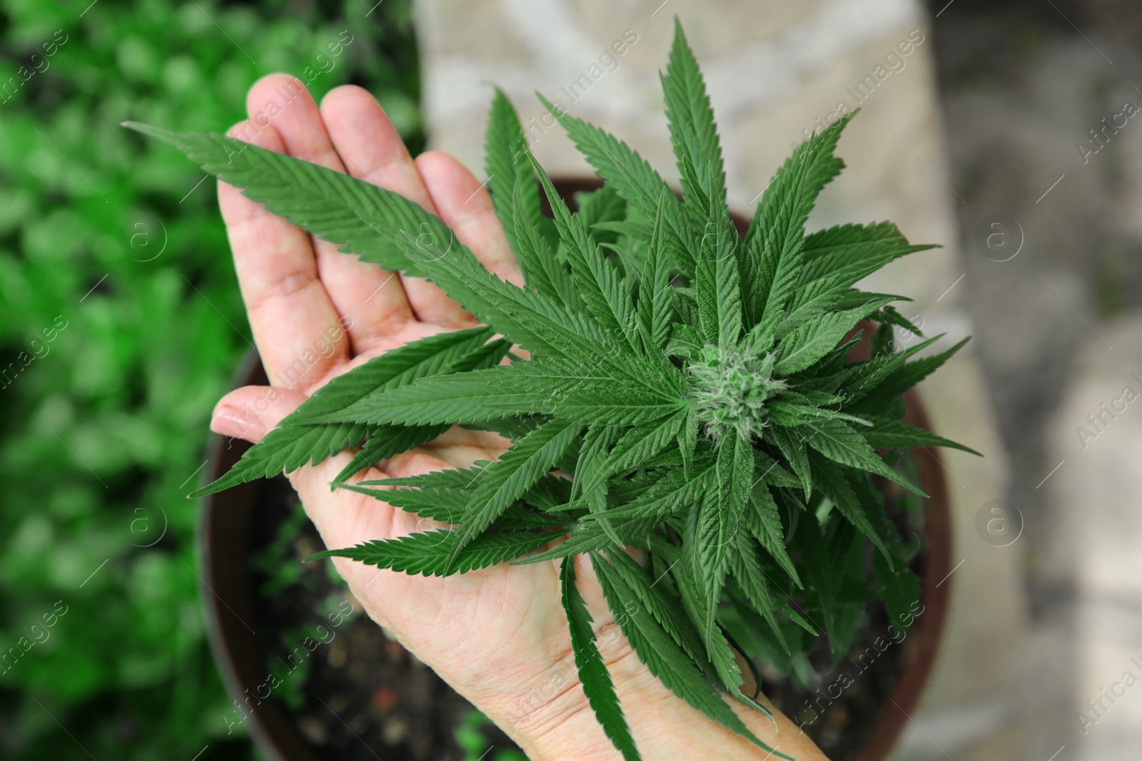 Photo of Woman with green potted hemp outdoors, above view