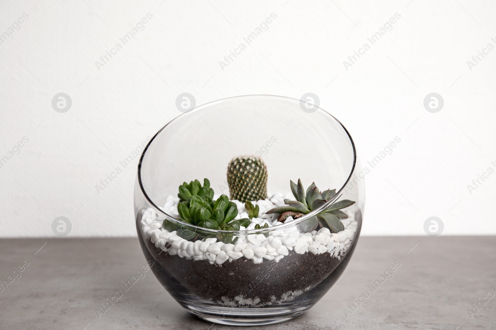 Photo of Glass florarium with different succulents on table against white background