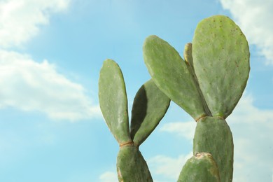 Photo of Beautiful exotic cactus outdoors against blue sky