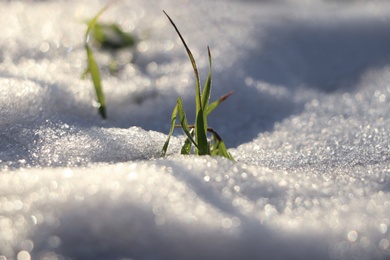 Beautiful green grass growing through snow. First spring plant