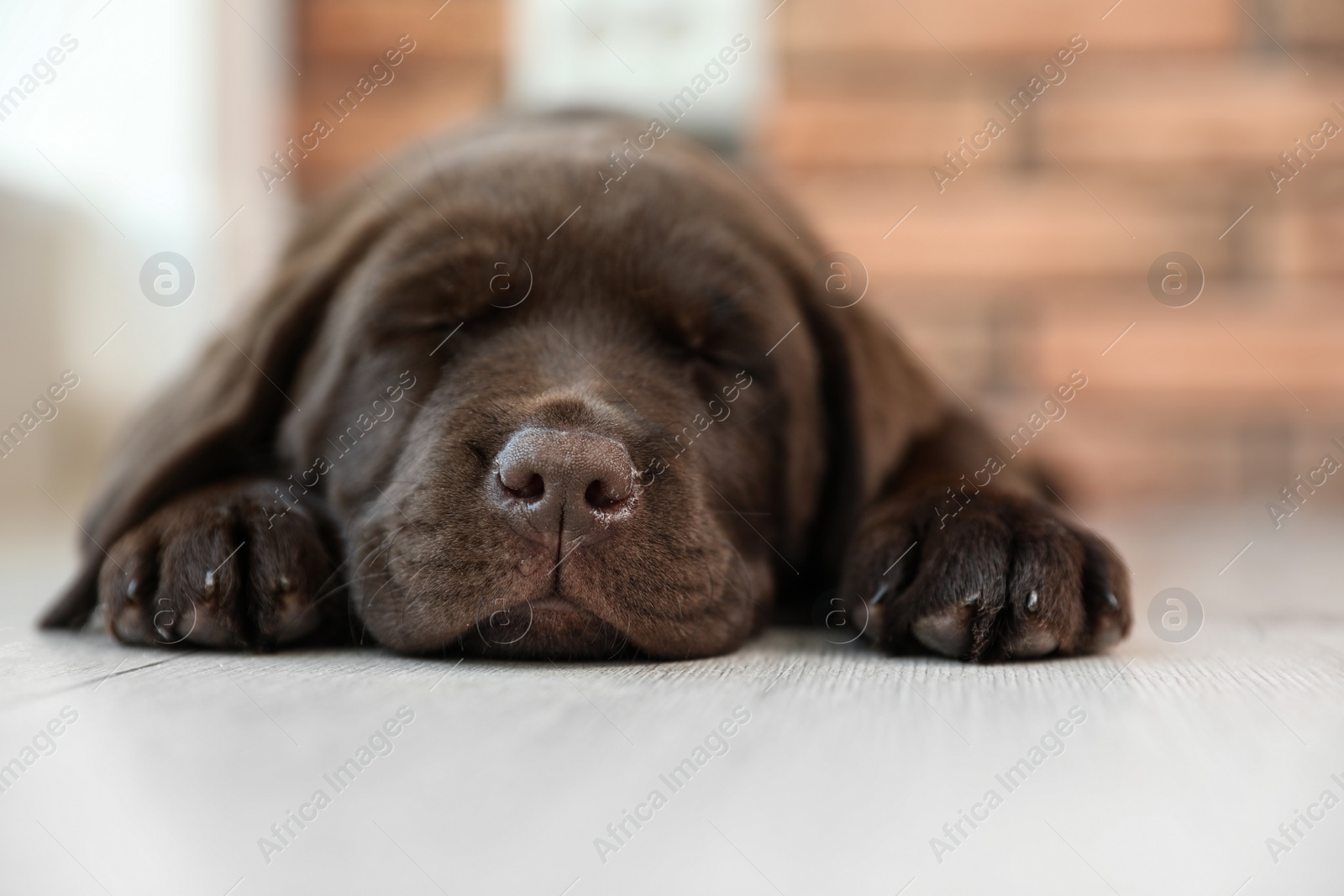 Photo of Chocolate Labrador Retriever puppy sleeping on floor indoors