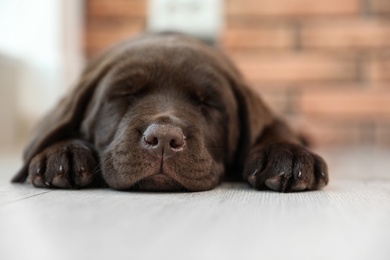 Photo of Chocolate Labrador Retriever puppy sleeping on floor indoors