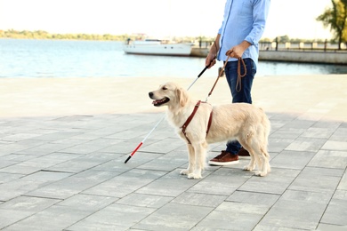 Photo of Blind person with white cane and guide dog walking outdoors, closeup