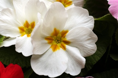 Photo of Beautiful primula (primrose) plant with white flowers, above view. Spring blossom