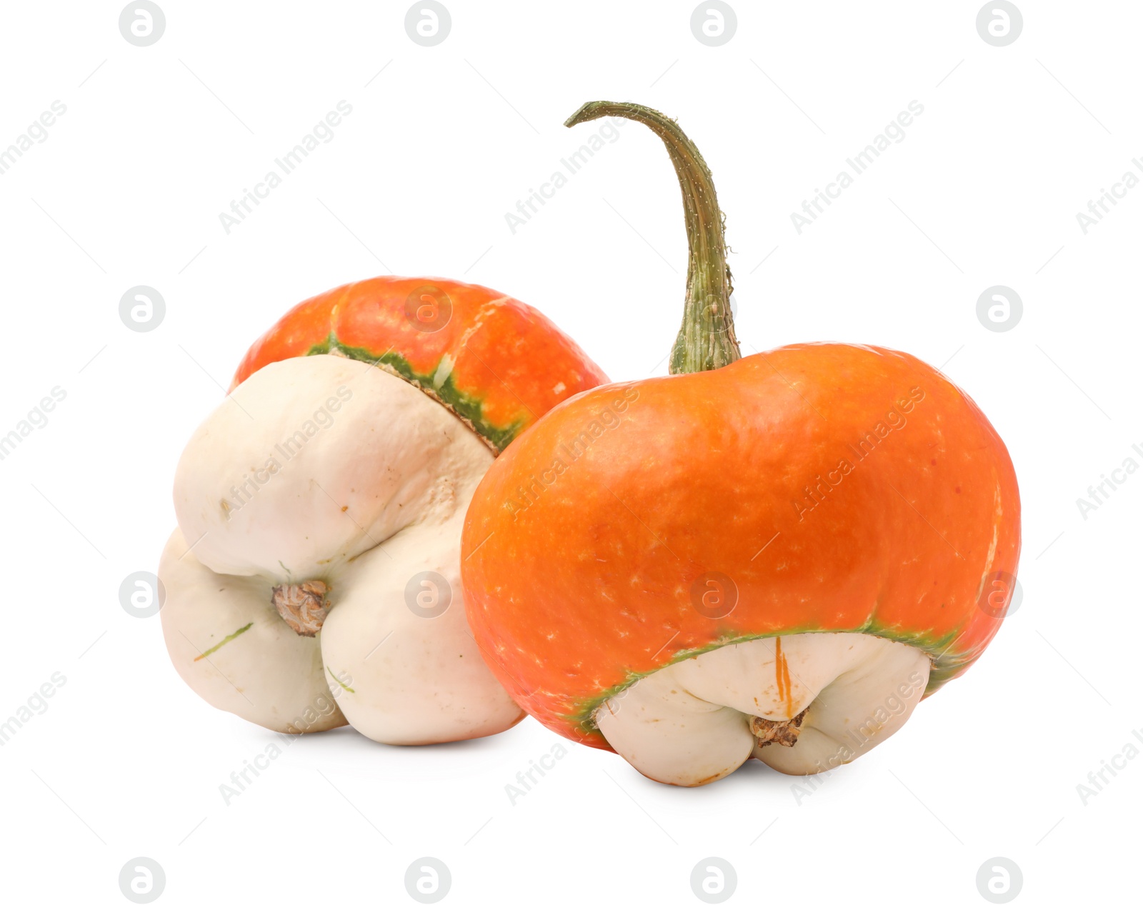 Photo of Two fresh ripe pumpkins isolated on white