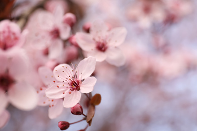 Photo of Closeup view of blossoming tree outdoors on spring day