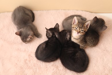 Photo of Cute fluffy kittens on faux fur, top view. Baby animals