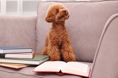 Photo of Cute Maltipoo dog with books on armchair indoors. Lovely pet