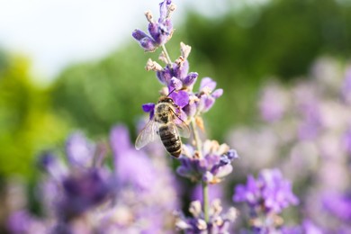 Photo of Closeup view of beautiful lavender flowers with bee in field on sunny day