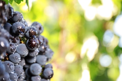 Photo of Fresh ripe juicy grapes with water drops in vineyard, closeup. Space for text