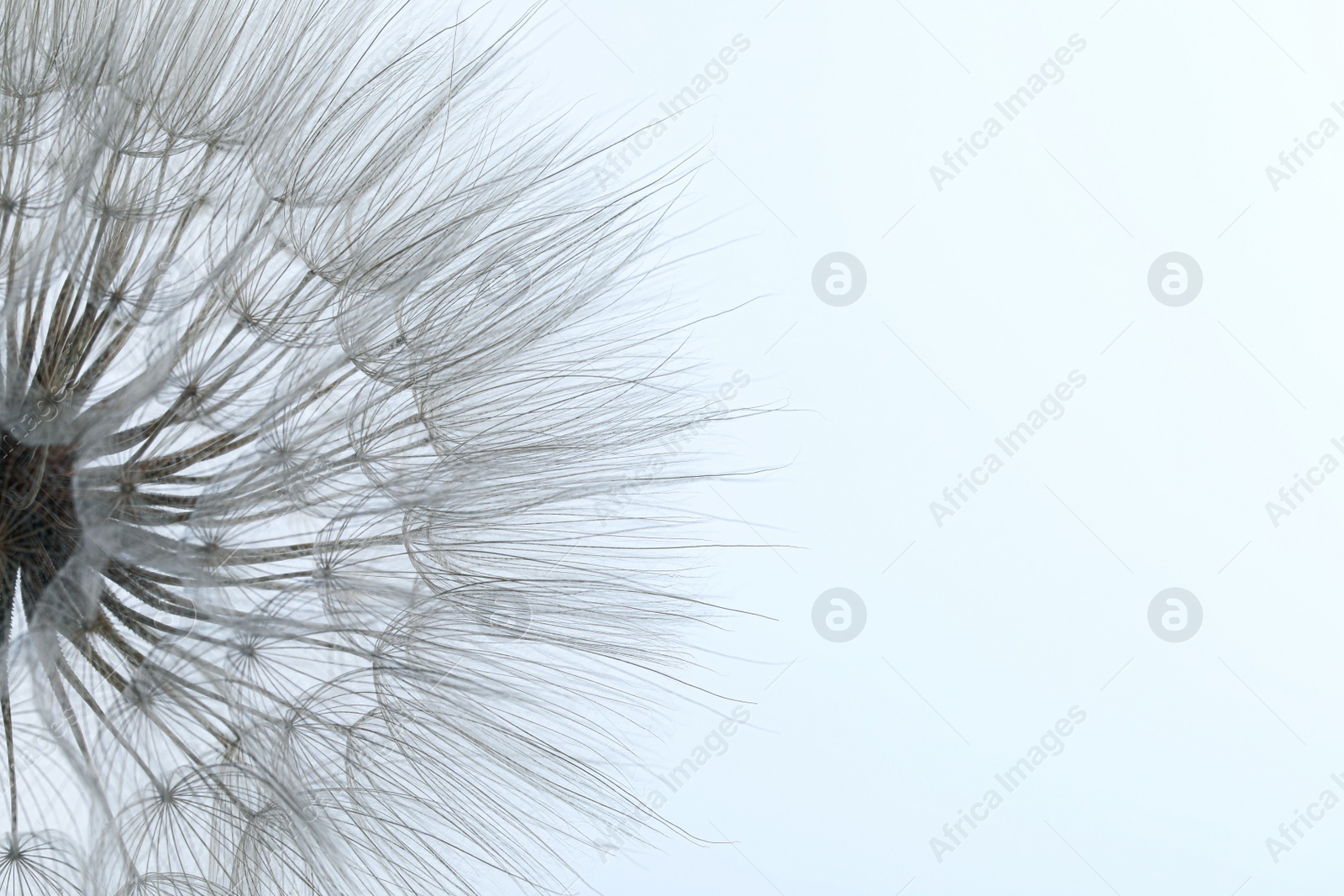 Photo of Beautiful fluffy dandelion flower on light background, closeup. Space for text