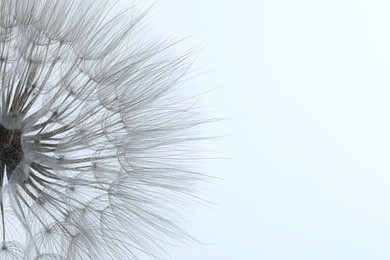 Beautiful fluffy dandelion flower on light background, closeup. Space for text