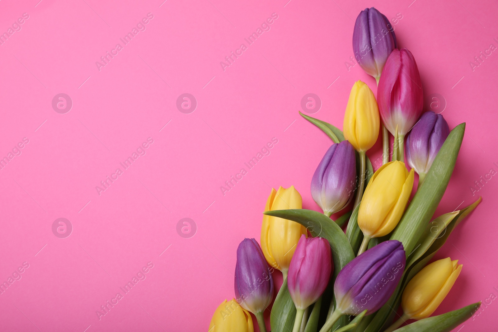 Photo of Beautiful tulips on pink background, flat lay. Space for text