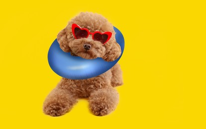 Image of Cute Maltipoo dog with stylish sunglasses and swim ring on yellow background. Space for text