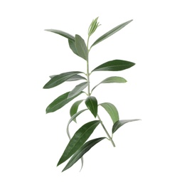 Photo of Twig with fresh green olive leaves on white background