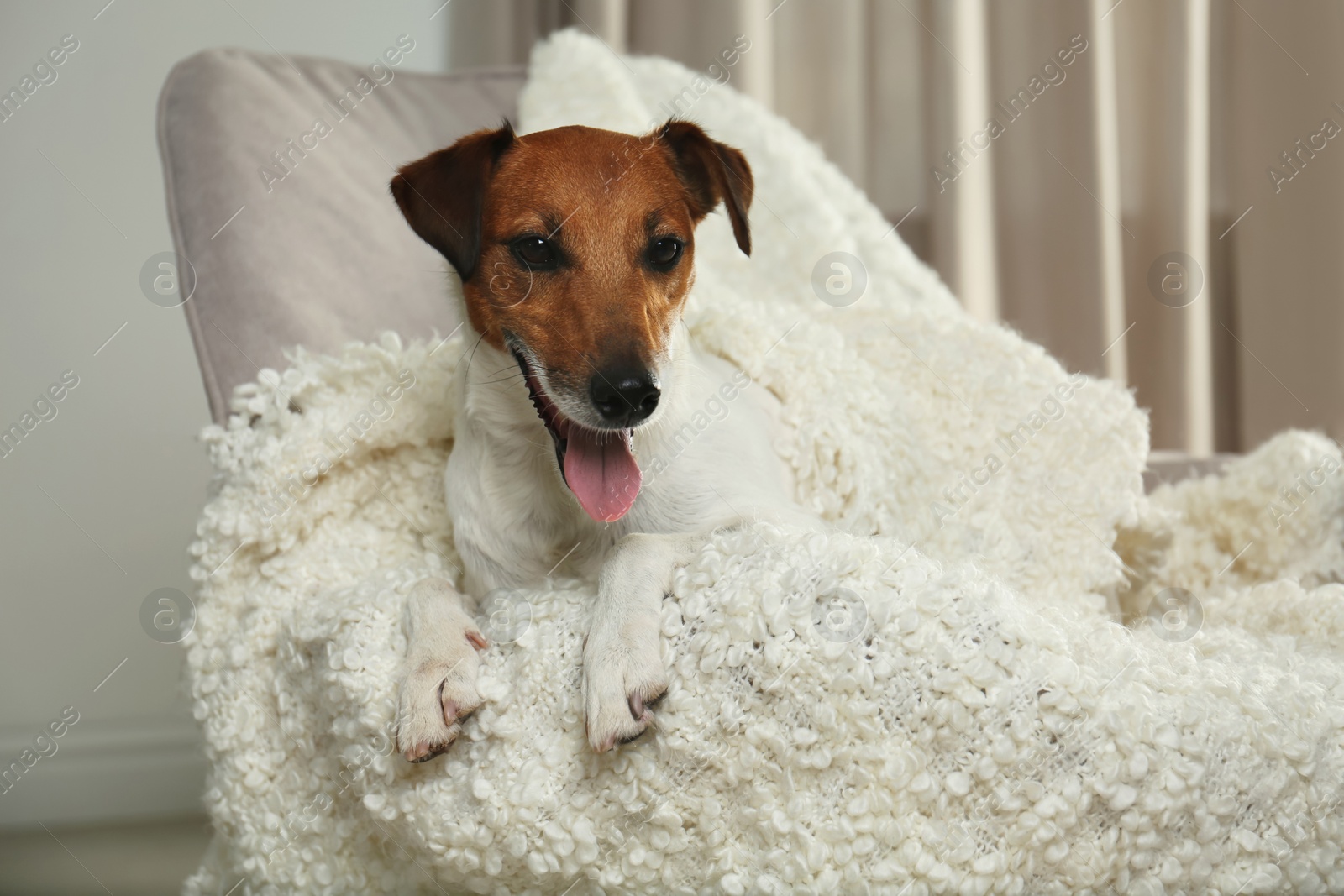 Photo of Adorable Jack Russell Terrier dog under plaid in armchair. Cozy winter