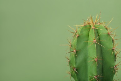 Photo of Beautiful green cactus on color background, closeup with space for text. Tropical plant