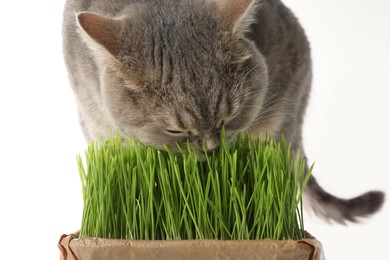 Photo of Cute cat eating fresh green grass on white background