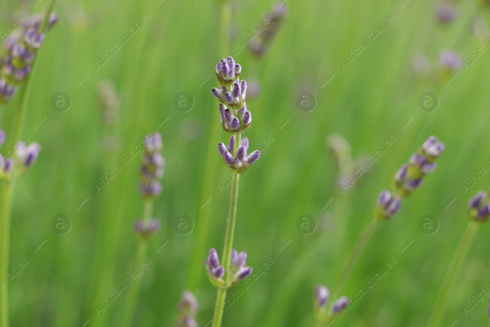 Photo of Beautiful lavender on blurred background, closeup view