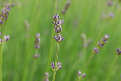 Photo of Beautiful lavender on blurred background, closeup view