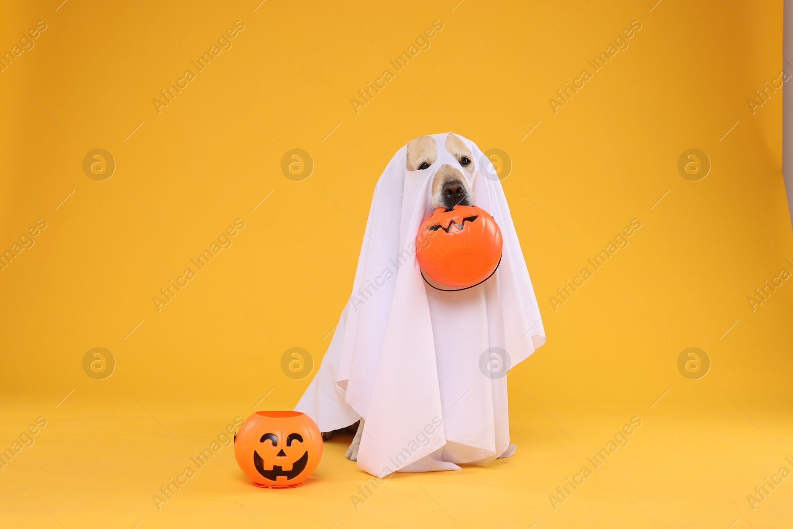 Photo of Cute Labrador Retriever dog wearing ghost costume with Halloween buckets on orange background