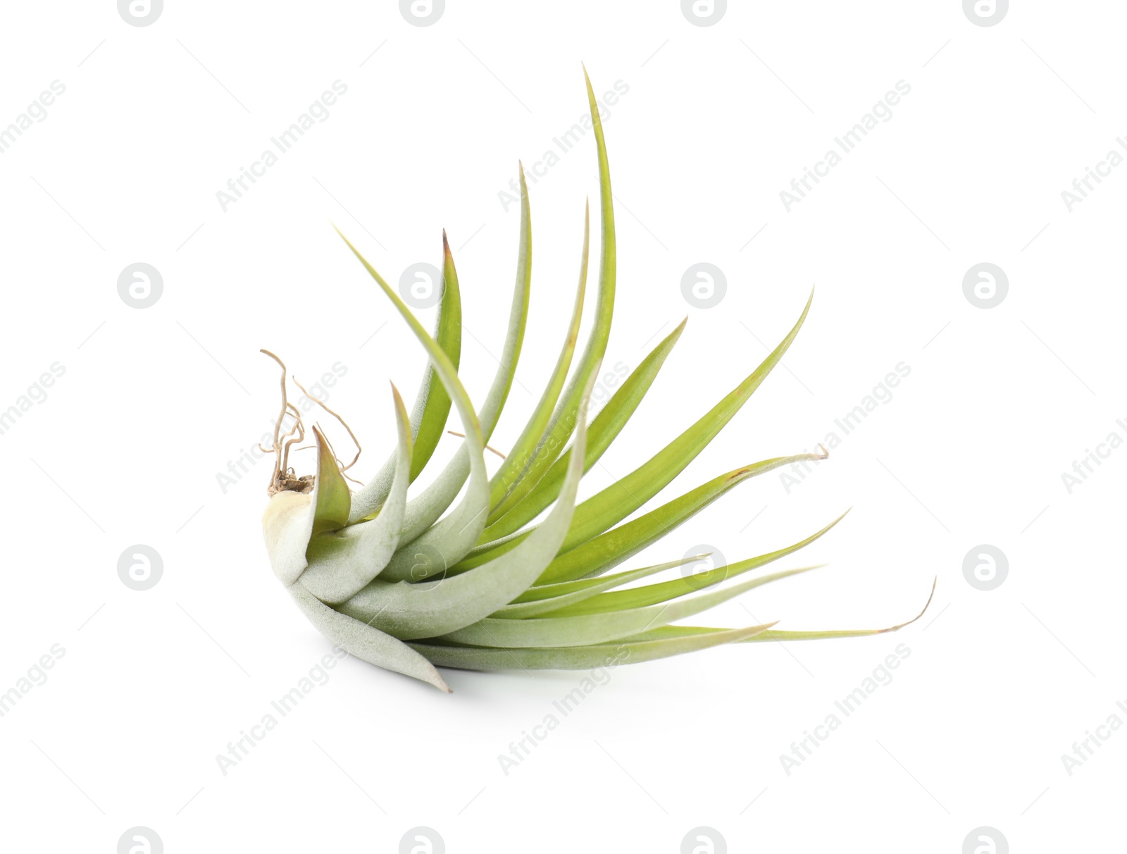 Photo of Beautiful tillandsia isolated on white. Exotic houseplant