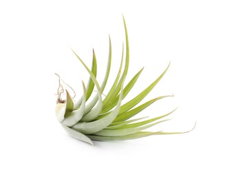 Beautiful tillandsia isolated on white. Exotic houseplant