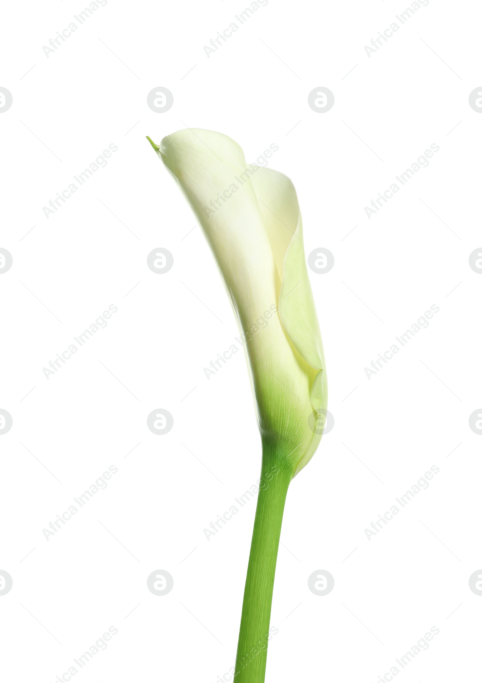 Photo of Beautiful calla lily flower on white background