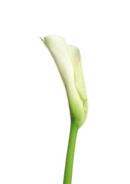 Photo of Beautiful calla lily flower on white background