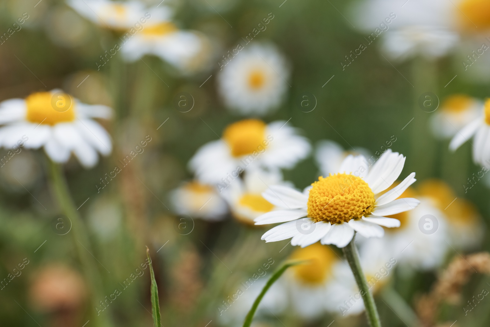 Photo of Beautiful chamomile flowers growing in field, closeup. Space for text