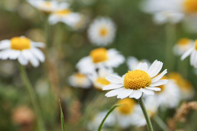 Beautiful chamomile flowers growing in field, closeup. Space for text